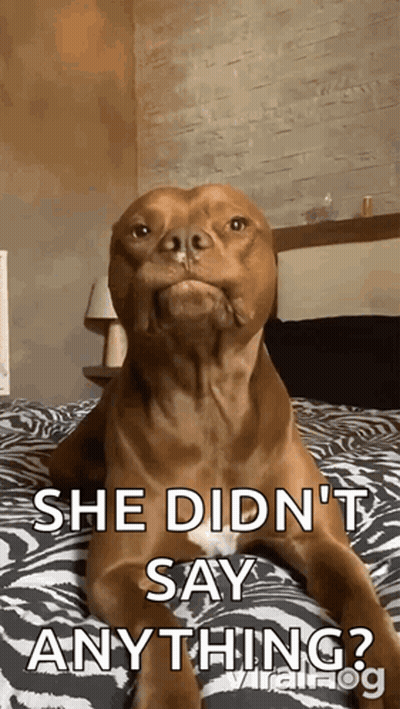 Dog Laying On Bed She Didn't Say Anything GIF