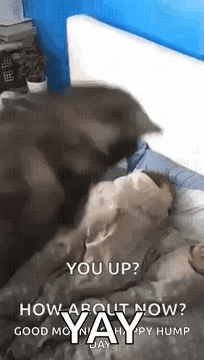 Dog Laying On Bed With Blanket GIF