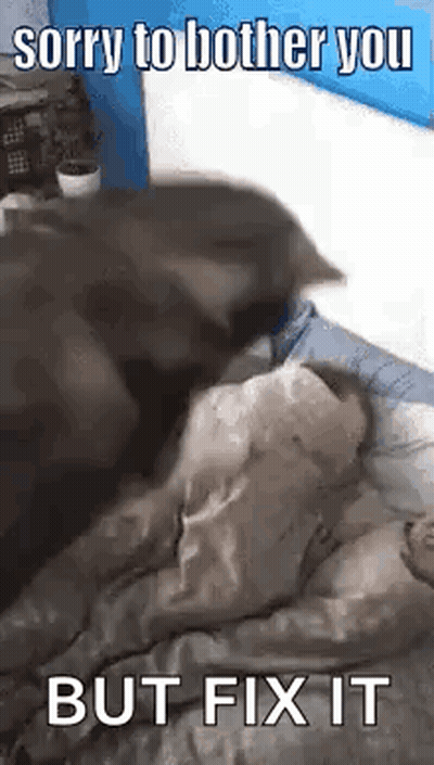 Dog Laying On Bed With Blanket GIF