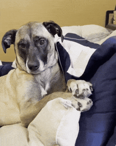 Dog Laying On Bed With Blue And White Comforter GIF