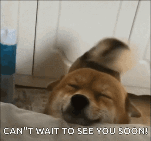 Dog Laying On Bed With Can't Wait To See You Soon GIF