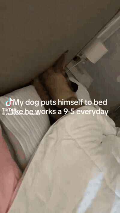 Dog Laying On Bed With Caption My Dog Puts Himself To Bed TikTok He Works A 9-5 Everyday GIF