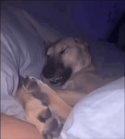 Dog Laying on Bed With Person