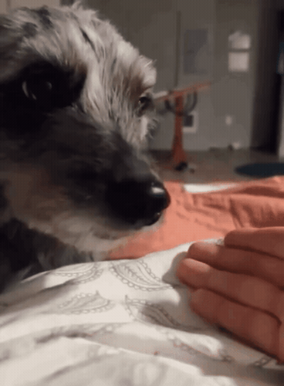 Dog Laying On Bed With Person's Hand GIF