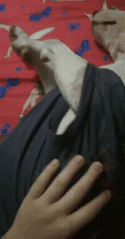 Dog Laying On Bed With Person's Hand Touching It GIF