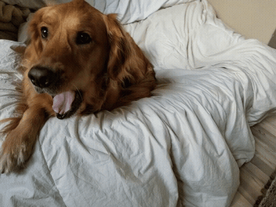 Dog Laying On Bed With Tongue Out GIF