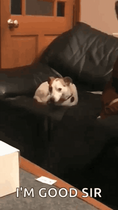 Dog Laying On Black Leather Couch Saying I'm Good Sir GIF