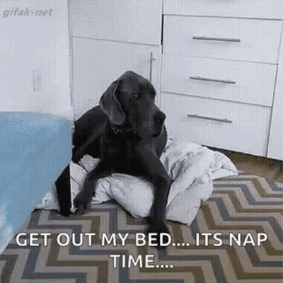 Dog Laying On Blanket Saying Get Out Of My Bed GIF
