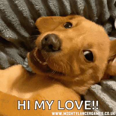 Dog Laying On Blanket Saying Hi My Love GIF