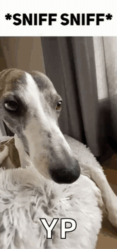 Dog Laying On Blanket Sniff Sniff GIF