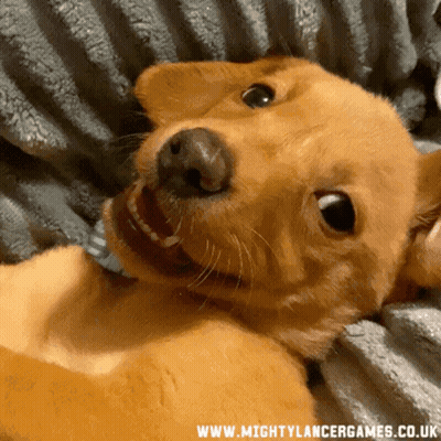 Dog Laying On Blanket With Mighty Lancer Games Website GIF