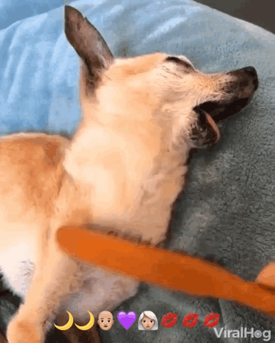 Dog Laying On Blanket With Stick In Mouth Viralhog GIF