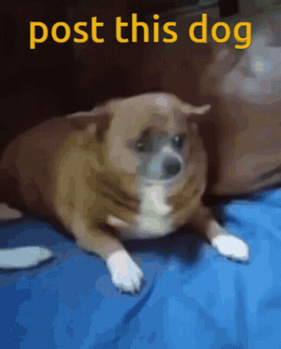 Dog Laying On Blue Blanket Post This Dog GIF