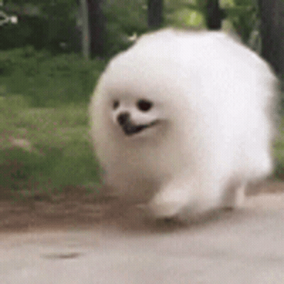 Dog Laying On Blue Blanket Post This Dog GIF
