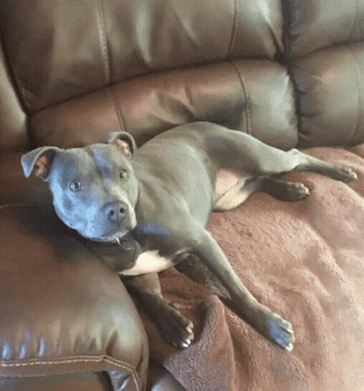 Dog Laying On Brown Leather Couch Looking At Camera GIF