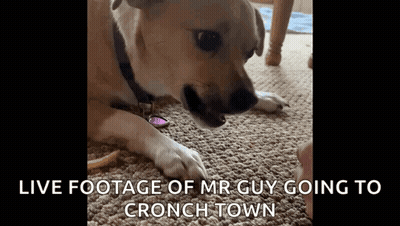 Dog Laying On Carpet Live Footage Mr Guy Going To Crunch Town GIF