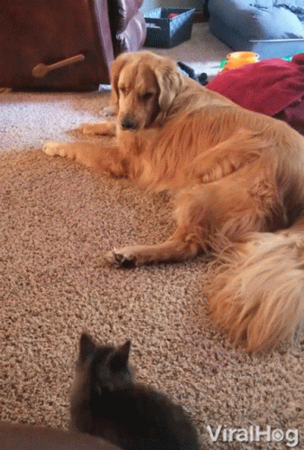 Dog Laying On Carpet With Cat And Viralhog GIF