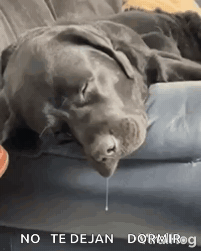 Dog Laying On Couch Drooling GIF