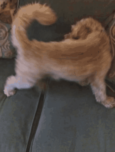 Dog Laying On Couch Next To Pillow With Letter R GIF