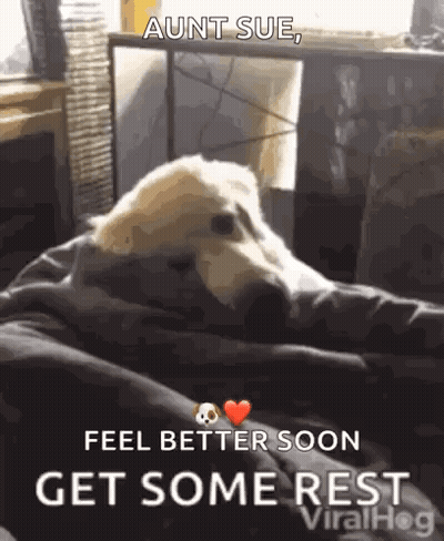 Dog Laying On Couch Saying Aunt Sue Feel Better Soon Get Some Rest GIF
