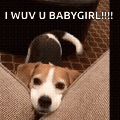Dog Laying On Couch Saying I Wuv U Babygirl GIF
