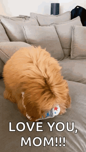 Dog Laying On Couch Saying Love You Mom GIF
