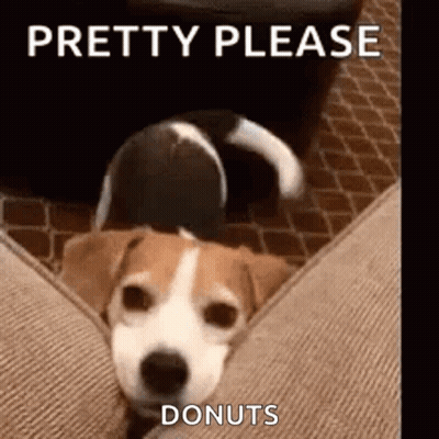 Dog Laying On Couch Saying Pretty Please Donuts GIF