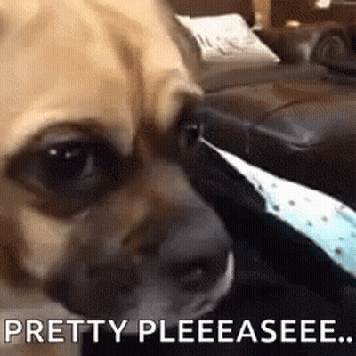 Dog Laying On Couch Saying Pretty Pleeasee GIF