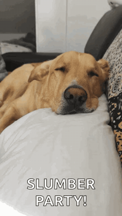 Dog Laying On Couch Slumber Party GIF