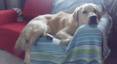Dog Laying On Couch With Blue Blanket GIF