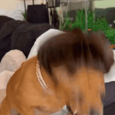 Dog Laying On Couch With Head On Lap GIF