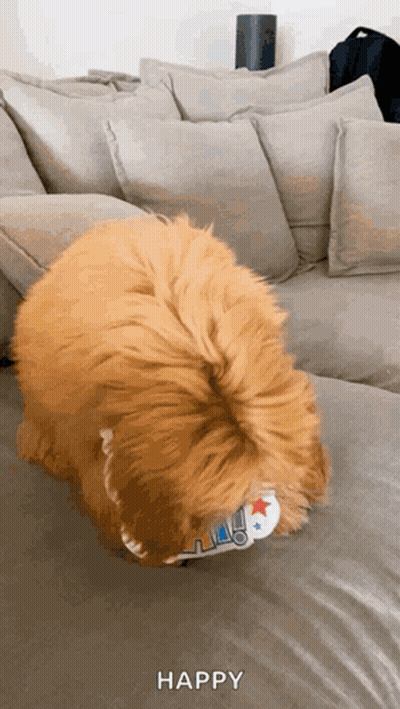 Dog Laying On Couch With Remote In Mouth GIF