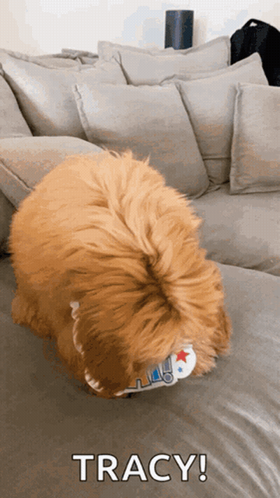 Dog Laying On Couch With Tracy GIF
