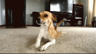 Dog Laying On Floor In Front Of TV GIF
