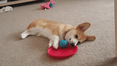 Dog Laying On Floor Playing With Red Plate And Blue Ball GIF
