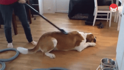 Dog Laying On Floor While Person Vacuums GIF