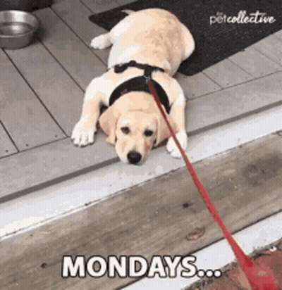 Dog Laying On Ground With Leash Saying Monday GIF