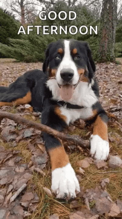 Dog Laying On Ground With Stick Saying Good Afternoon GIF