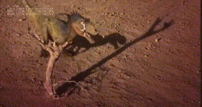 Dog Laying On Ground With Tree Branch GIF