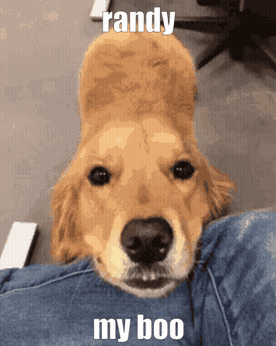 Dog Laying On Lap Randy My Boo GIF