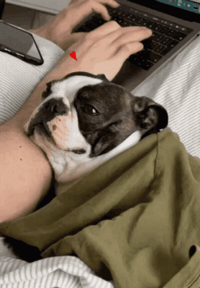 Dog Laying On Lap While Person Types On Laptop GIF