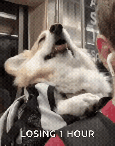 Dog Laying On Lap With Losing 1 Hour GIF
