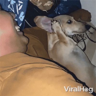 Dog Laying On Man's Lap Viralhog GIF