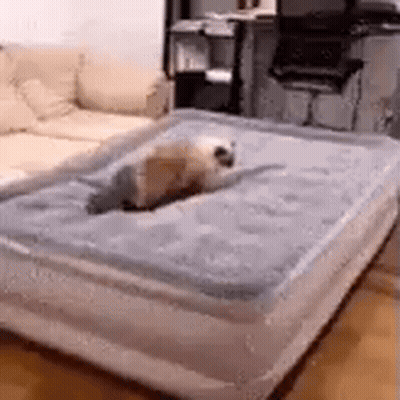 Dog Laying On Mattress In Living Room GIF