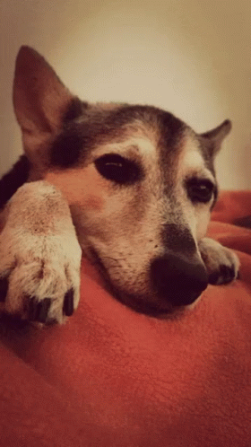Dog Laying On Red Blanket With Head On Paw GIF