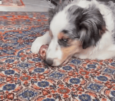 Dog Laying On Rug Chewing Meat GIF