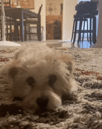 Dog Laying On Rug In Living Room GIF