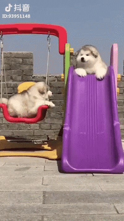 Dog Laying On Slide Next To Another Dog GIF
