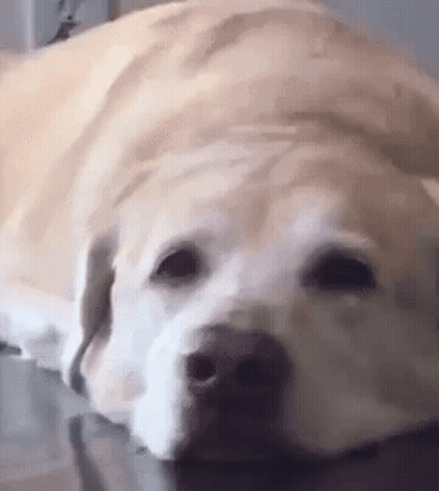Dog Laying On Table GIF