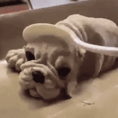 Dog Laying On Table With Spoon In Mouth And Hat GIF